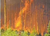  ?? HUGH CAREY/SUMMIT DAILY NEWS VIA AP ?? Flames engulf trees Tuesday near Silverthor­ne, Colo. ‘This area, there is a lot of homes that are pretty tightly packed together,’ U.S. Forest Service spokesman Adam Bianchi said.