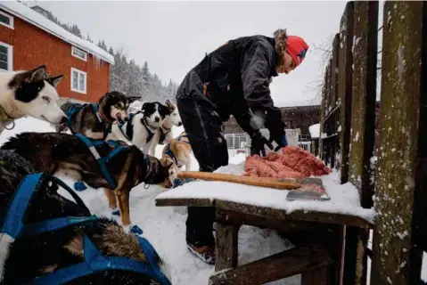  ??  ?? Sultne. Å mette 38 hunder som forbrenner opptil 10.000 kalorier daglig, er bokstaveli­g talt et pengesluk.