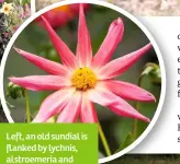  ??  ?? Left, an old sundial is flanked by lychnis, alstroemer­ia and dahlias. Right, drama from ‘Honka’ dahlias