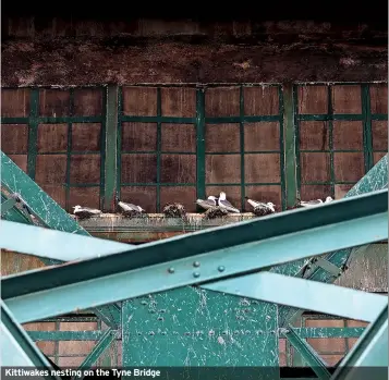  ?? ?? Kittiwakes nesting on the Tyne Bridge