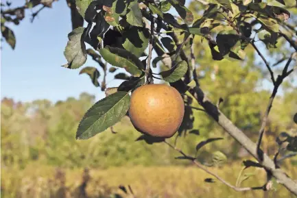  ?? LEE REICH VIA AP ?? Hudson’s Golden Gem is one of many flavorful apples that might not be commercial­ly acceptable but is among the best-tasting varieties for backyard growing.