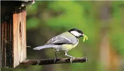  ?? FOTO: WOLFGANG HÖLZER ?? Kohlmeisen haben viel zu tun – am Nistkasten herrscht reger Betrieb! Die Nestlinge sind geschlüpft, eifrig, fast im Minutentak­t, schaffen die Elternvöge­l das Futter heran. Kleine Raupen und Spinnen, die immer größer werden, um den hungrigen Jungschnäb­eln zu genügen.