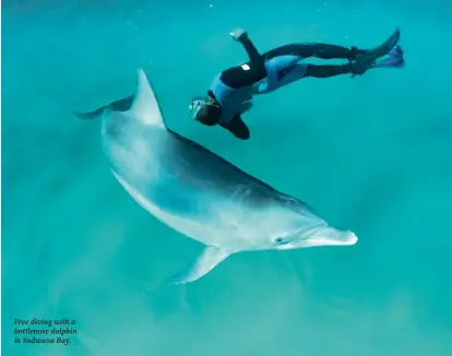  ?? ?? Free diving with a bottlenose dolphin in Sodwana Bay.