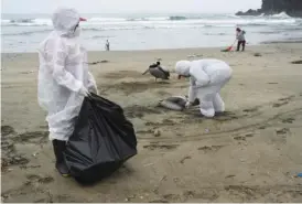  ?? AP PHOTO/GUADALUPE PARDO ?? On Nov. 30, municipal workers collect dead pelicans on Santa Maria beach in Lima, Peru.