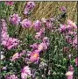  ?? The Washington Post/ADRIAN HIGGINS ?? Japanese anemones form a backdrop of ornamental grasses in early autumn.