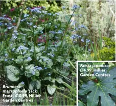  ?? ?? Brunnera macrophyll­a ‘Jack Frost’, £10.99, Hillier Garden Centres