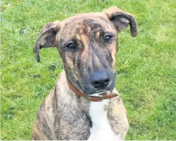  ??  ?? Friendly Dogs Trust say Harris is affectiona­te and would benefit from living with another dog