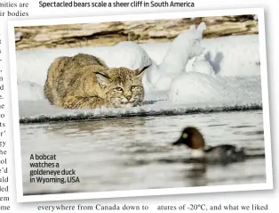  ??  ?? A bobcat watches a goldeneye duck in Wyoming, USA