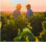  ??  ?? Pesticides, réchauffem­ent climatique… La viticultur­e française doit se réinventer.