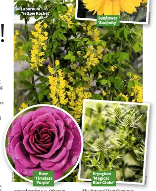  ??  ?? Laburnum ‘Yellow Rocket’ Rose ‘Timeless Purple’ Eryngium ‘Magical Blue Globe’