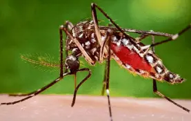  ?? James Gathany/ Associated Press ?? A female Aedes aegypti mosquito feeds on a human host. The species transmits deadly diseases including dengue, Zika and yellow fever.