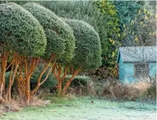  ??  ?? A blue summer house nestles close to a row of Chilean myrtle, Luma apiculata.