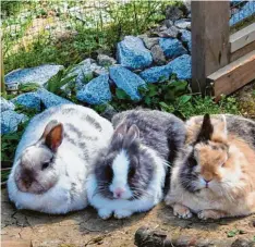  ?? ?? Die drei Zwergkanin­chen Hoppel, Bommel und Flecki wohnen bei Familie Eck. Hier genießen sie ein gemeinsame­s Sonnenbad.