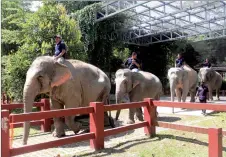  ?? — Bernama photo ?? Mahuts guide their elephants to the National Elephant Conservati­on Centre in Kuala Gandah.