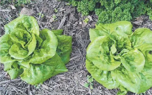  ?? Pictures: Mike Wells ?? NATURE’S WAY: For lettuce as healthy as this duo, plant them near carrots, beetroot or strawberri­es.