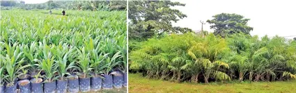  ??  ?? A standard oil palm nursery (on left) and what the nurseries in Sri Lanka look like today.