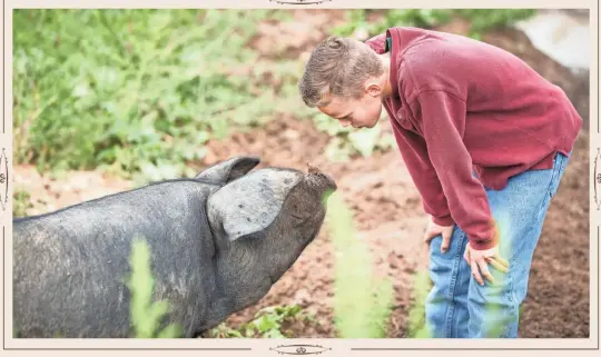  ?? RUSSELL & DOMINION VALLEY FARM ?? Gabriel Dykema of Dominion Valley Farm checks out one of his family’s floppy-eared Large Black heritage pigs on pasture.J.P.