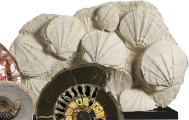  ??  ?? ESTIMATE £1,000–£1,500 These fossil scallops, for sale at Christie’s, come from the Miocene era and are over 20 million years old