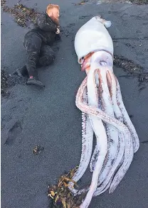  ?? PHOTO: SUPPLIED ?? Big find . . . Diver Jack Aplin checks out a giant squid that washed up on Wellington’s south coast.