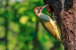  ??  ?? Green woodpecker­s are just one of many bird species that thrive in the diverse woodlands of Westonbirt.