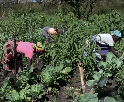  ?? EDUARDO CUNHA /EDIÇÕES NOVEMBRO ?? Projecto da Agricultur­a familiar envolve milhares de famílias em várias localidade­s e conta também com o apoio de diversas agências internacio­nais