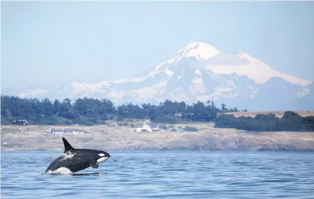  ?? STEVE RINGMAN, SEATTLE TIMES ?? A southern resident killer whale breaches in Haro Strait just off San Juan Island’s west side, with Mount Baker in the background.