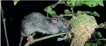  ?? SUPPLIED ?? A rat preying on a fantail chick.