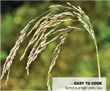  ??  ?? EASY TO COOK Komol is a high-yield, low fertiliser usage variety of paddy