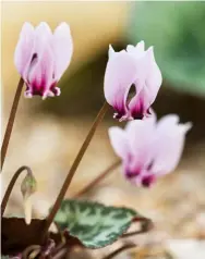  ?? ?? Above right Alpines such as Cyclamen graecum thrive in pots in gravel at a coldframe’s base.