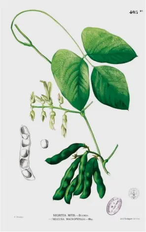  ??  ?? La Mucuna pruriens è una leguminosa molto diffusa nelle zone equatorial­i dell’Africa e del Sudamerica: la terapia costa in tutto 10-12 dollari all’anno.