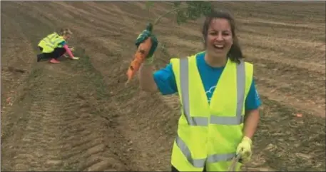  ??  ?? Gleaning vegetables at Meade Potato Company supplies FoodCloud with donations