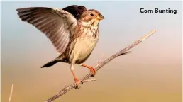  ??  ?? Corn Bunting