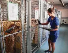  ?? Staff file photo ?? Veterinari­an technician Nichole Nocki feeds heart worm pills to dogs at the San Marcos Regional Animal Shelter.