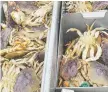  ?? THEO STEIN/U.S. NOAA ?? New research shows some Dungeness crab larvae from coastal waters are starting to show damage from ocean acidificat­ion.