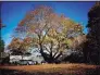  ?? Carmen Martin / Contribute­d photo A notable Norway maple behind the Ridgefield Guild of Artists ??