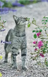  ??  ?? VON LINKS NACH RECHTS Dekoration oder praktische­r Sitzplatz? Die Grenzen sind hier fließend. Zauberhaft ist das kleine Plätzchen allemal. Auch die Vierbeiner in der Familie genießen den Garten. Bodendecke­rrosen werden bei Wiebke nur sehr selten gestutzt. Der charmante Wildwuchs ist gewünscht. UNTEN Prächtig wechseln sich Rosa, Lila, Weiß und verschiede­nste Grüntone ab.