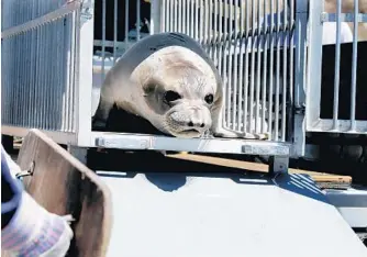  ?? PHOTOS BY MARK BOSTER/ LOS ANGELES TIMES ?? A Northern elephant seal hesitates for a moment in its crate before being guided to the water at White Point Royal Palms Beach in San Pedro, Calif., for an afternoon release.