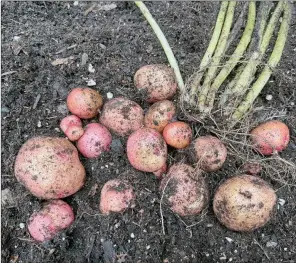  ?? JESSICA DAMIANO/The Associated Press ?? This image provided by Jessica Damiano shows a harvest of red gold potatoes in New York.