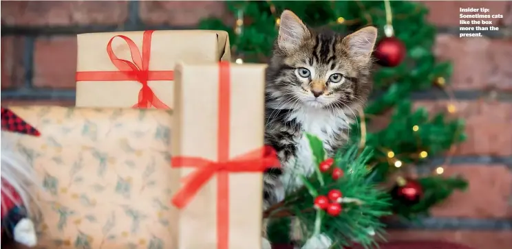  ??  ?? Insider tip: Sometimes cats like the box more than the present.