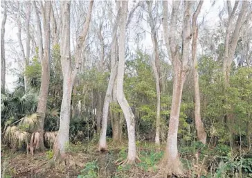  ?? PHOTOS BY GEORGE SKENE/STAFF PHOTOGRAPH­ER ?? The abandoned citrus grove along Lake Apopka is
still under restoratio­n, with many original species reintroduc­ed.