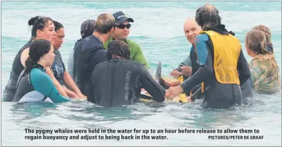  ?? PICTURES/PETER DE GRAAF ?? The pygmy whales were held in the water for up to an hour before release to allow them to regain buoyancy and adjust to being back in the water.Hundreds of volunteers formed a noisy human chain to discourage the creatures from returning to shore.