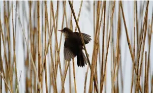  ??  ?? ●● A reed warbler