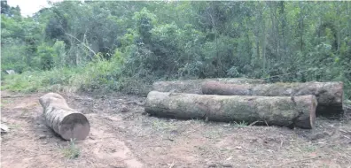  ??  ?? Rollos de madera de especie nativa que fueron preparados para ser transporta­dos hacia los aserradero­s de la zona, según los datos.