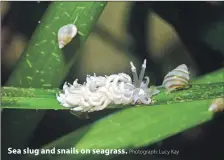  ?? Photograph: Lucy Kay ?? Sea slug and snails on seagrass.