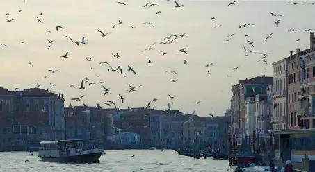  ??  ?? Al tramonto Il volo dei gabbiani sul Canal Grande di Venezia (foto Pattaro / Vision)