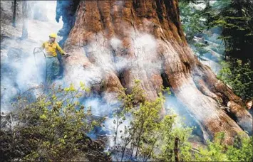  ?? A FIREFIGHTE­R Noah Berger Associated Press ?? protects a giant sequoia as the Washburn fire burns in the Mariposa Grove at Yosemite.