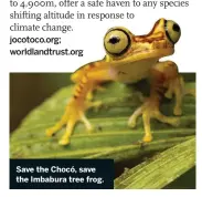  ??  ?? Save the Chocó, save the Imbabura tree frog.