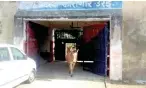  ?? PTI ?? A donkey coming out of the Jalaun district jail, almost three days after being rounded up by the jailor for damaging saplings. —