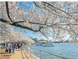  ?? ?? Etwa 3800 Kirschbäum­e blühen in Washington D.C.