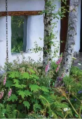  ??  ?? Clockwise from right
1 The planting takes its inspiratio­n from the wild area beyond the garden. In the shade of the cob house is Hydrangea quercifoli­a, Digitalis x mertonensi­s, Luzula nivea and Polystichu­m setiferum;